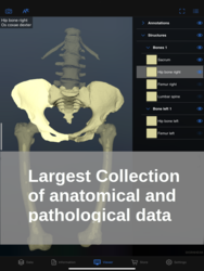 Dornheim Real Anatomy Screenshot 1